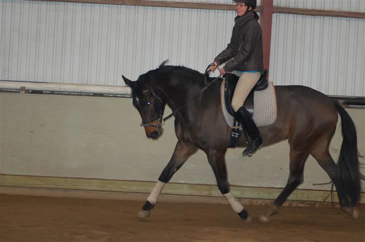 Dansk Varmblod Stendyssens Ras Tacari  billede 2