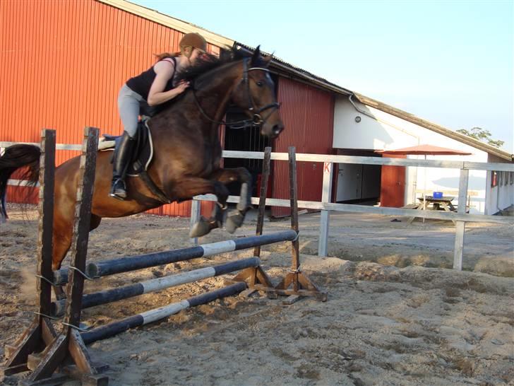 Dansk Varmblod Stendyssens Ras Tacari  billede 3