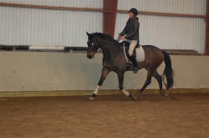 Dansk Varmblod Stendyssens Ras Tacari  billede 4