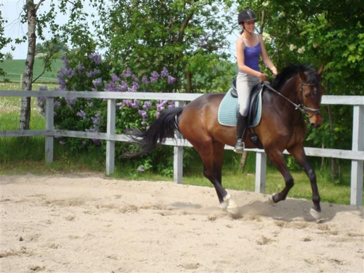 Dansk Varmblod Stendyssens Ras Tacari  billede 5