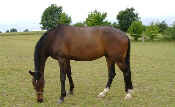 Dansk Varmblod Stendyssens Ras Tacari  billede 6