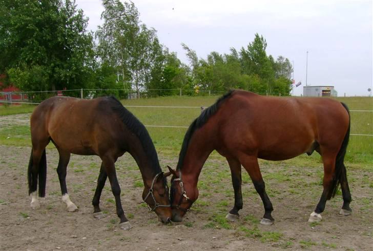 Dansk Varmblod Stendyssens Ras Tacari  billede 7