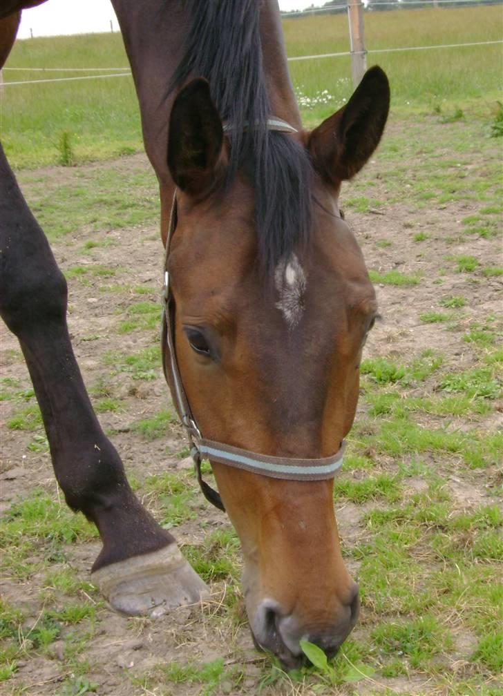 Dansk Varmblod Stendyssens Ras Tacari  billede 8