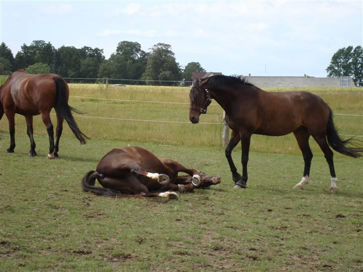 Dansk Varmblod Stendyssens Ras Tacari  billede 9