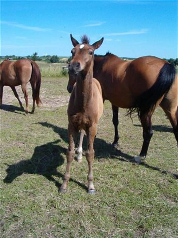 Dansk Varmblod Stendyssens Ras Tacari  - føl billede 10