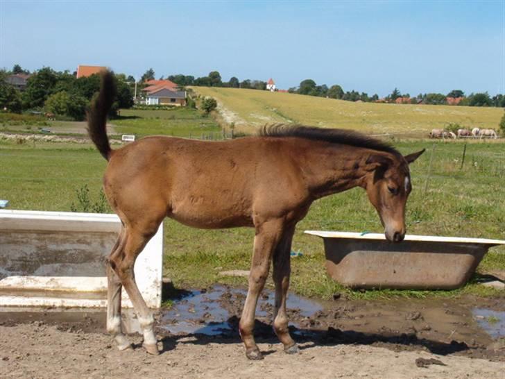 Dansk Varmblod Stendyssens Ras Tacari  - føl billede 11