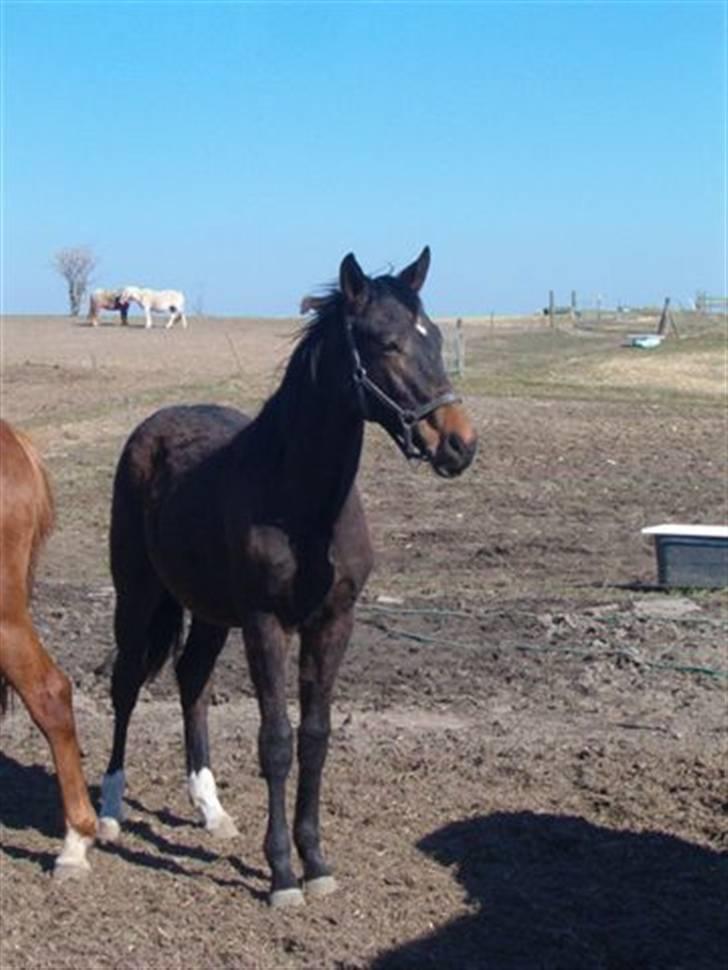 Dansk Varmblod Stendyssens Ras Tacari  - plag billede 12