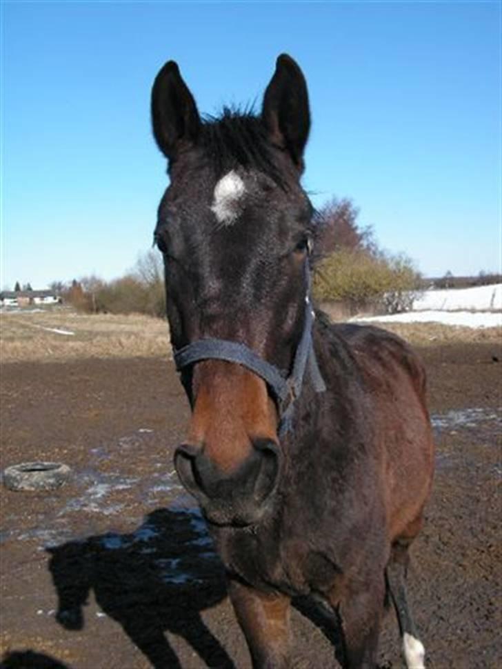 Dansk Varmblod Stendyssens Ras Tacari  - plag billede 13