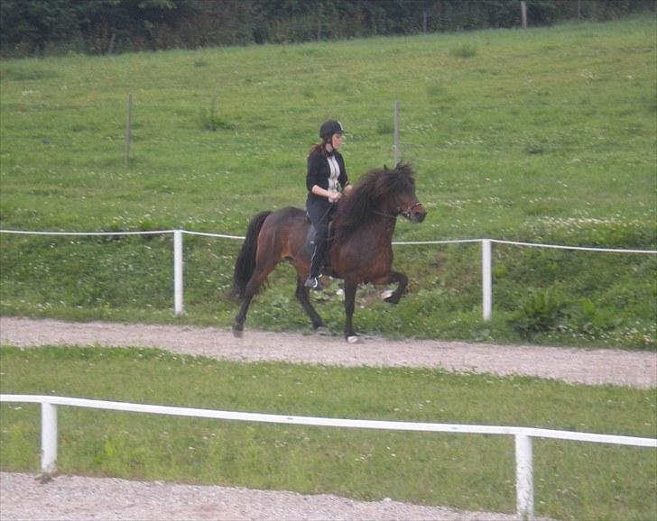 Islænder Rán frá Grund SOLGT billede 1