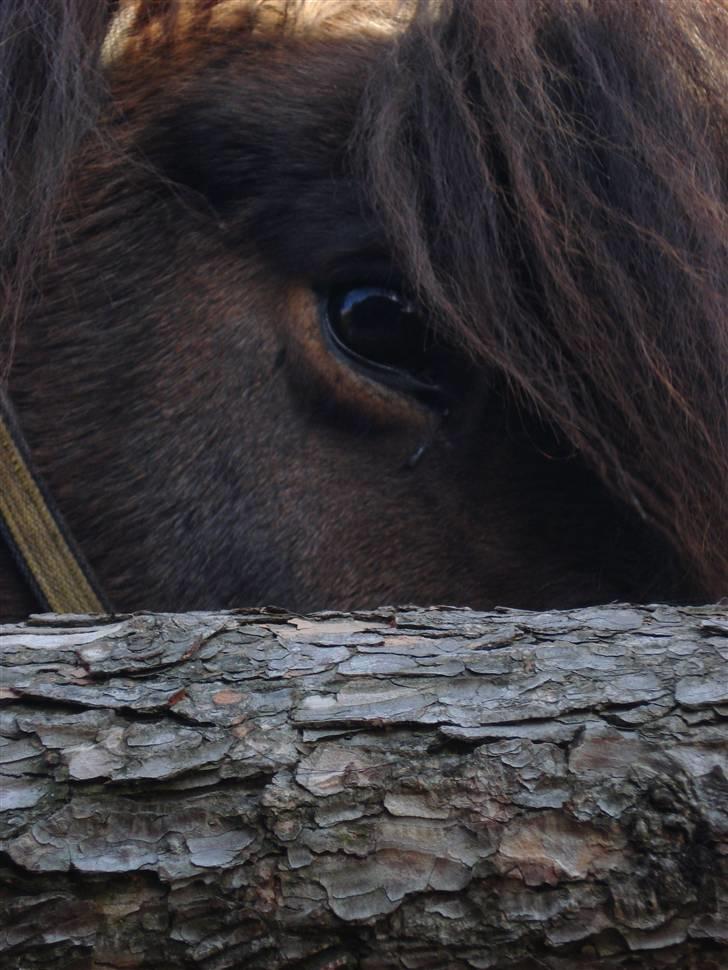 Islænder Rán frá Grund SOLGT billede 3