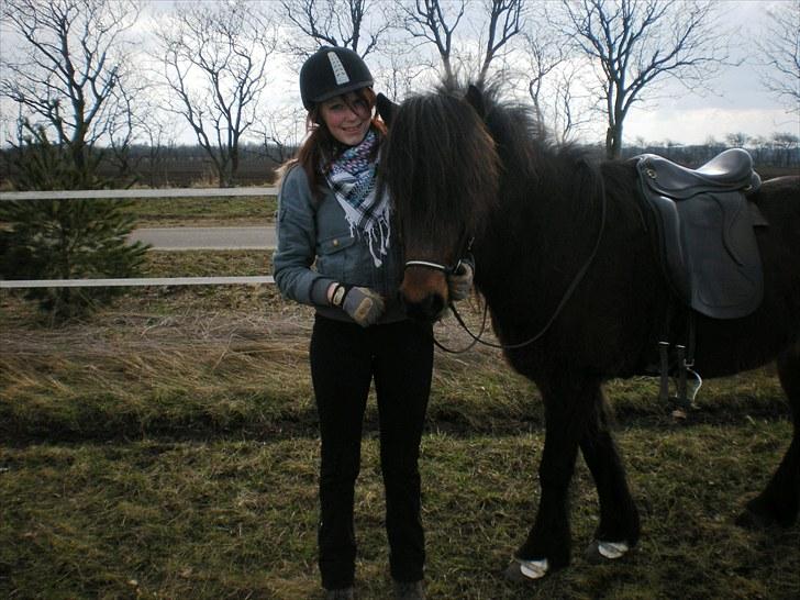 Islænder Rán frá Grund SOLGT billede 4