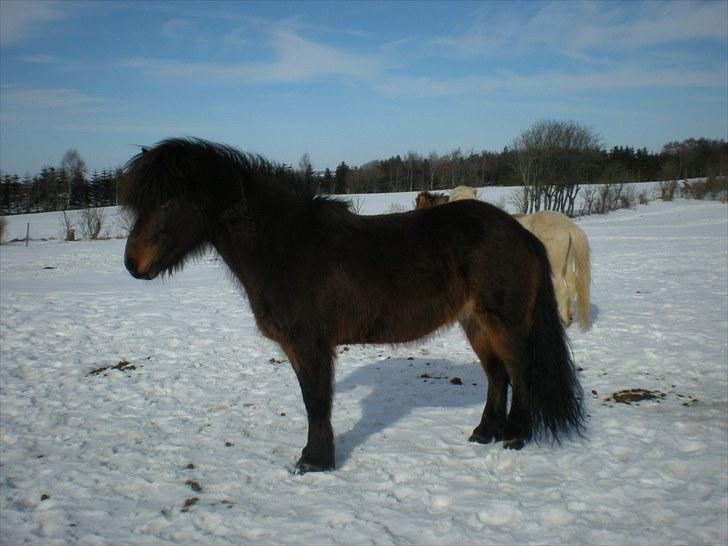 Islænder Rán frá Grund SOLGT billede 5