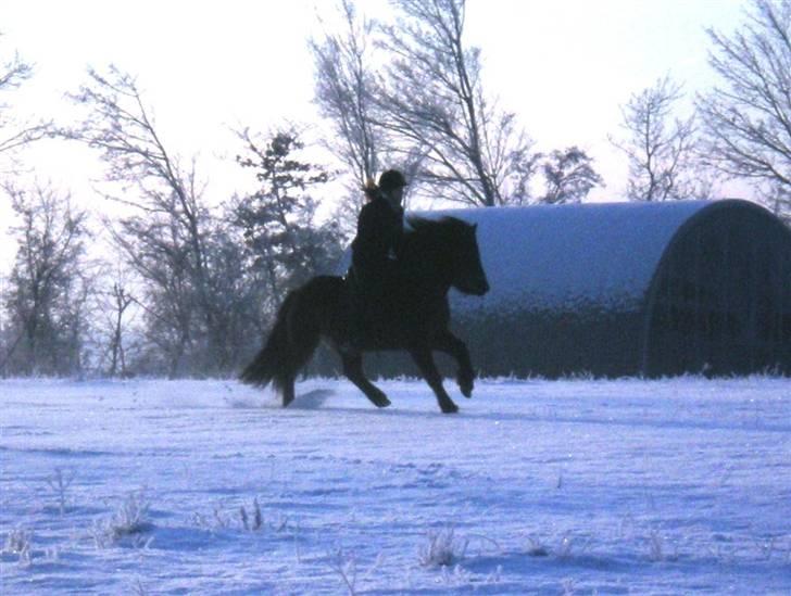 Islænder Rán frá Grund SOLGT billede 6