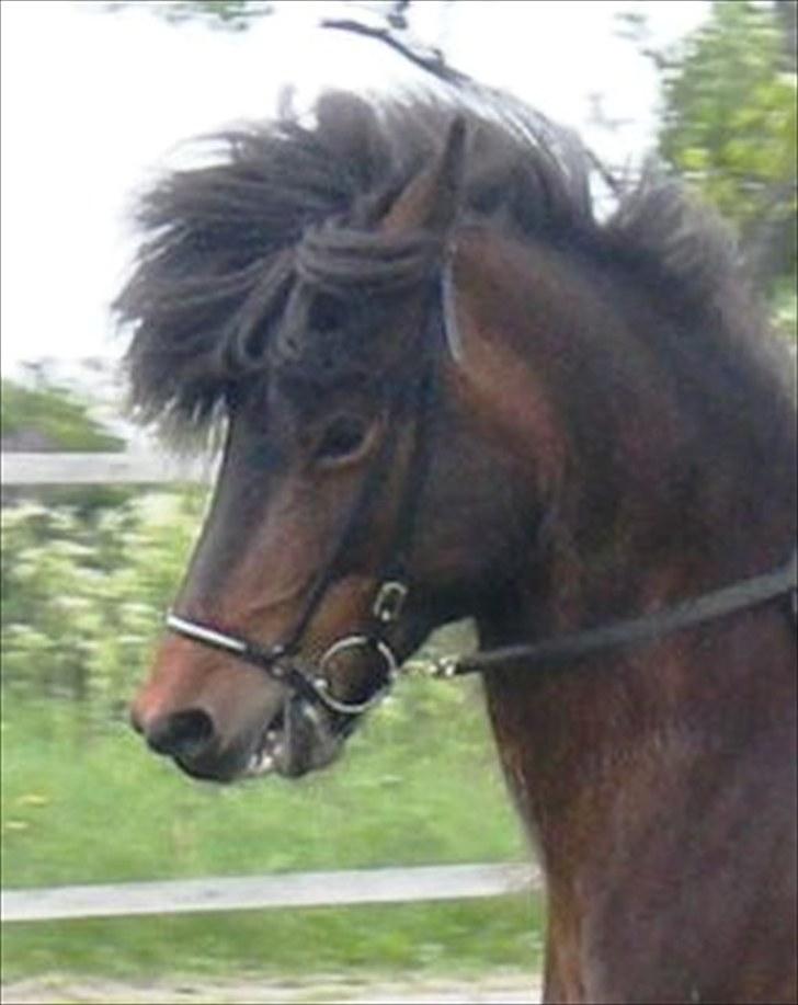 Islænder Rán frá Grund SOLGT billede 7