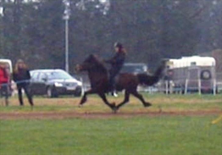 Islænder Rán frá Grund SOLGT billede 8