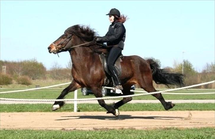 Islænder Rán frá Grund SOLGT billede 9