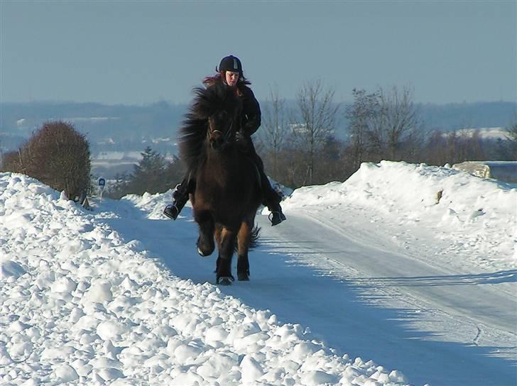 Islænder Rán frá Grund SOLGT billede 10