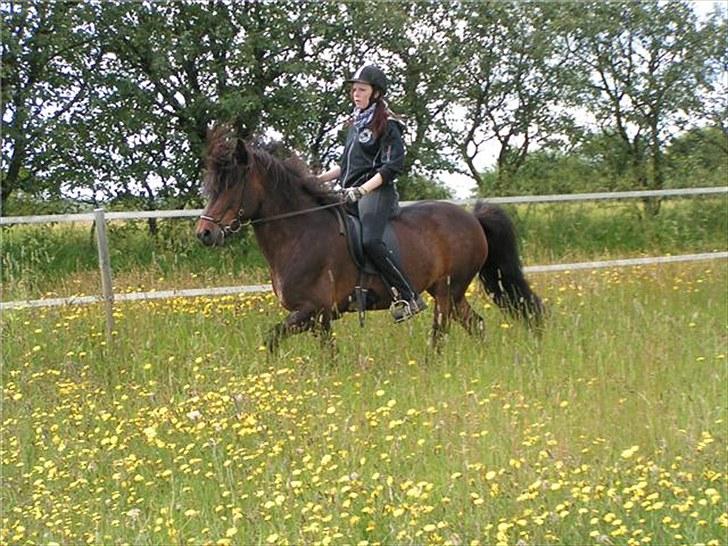 Islænder Rán frá Grund SOLGT billede 11