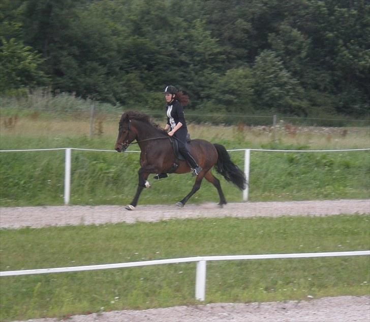 Islænder Rán frá Grund SOLGT billede 12