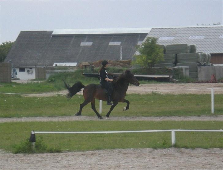 Islænder Rán frá Grund SOLGT billede 13