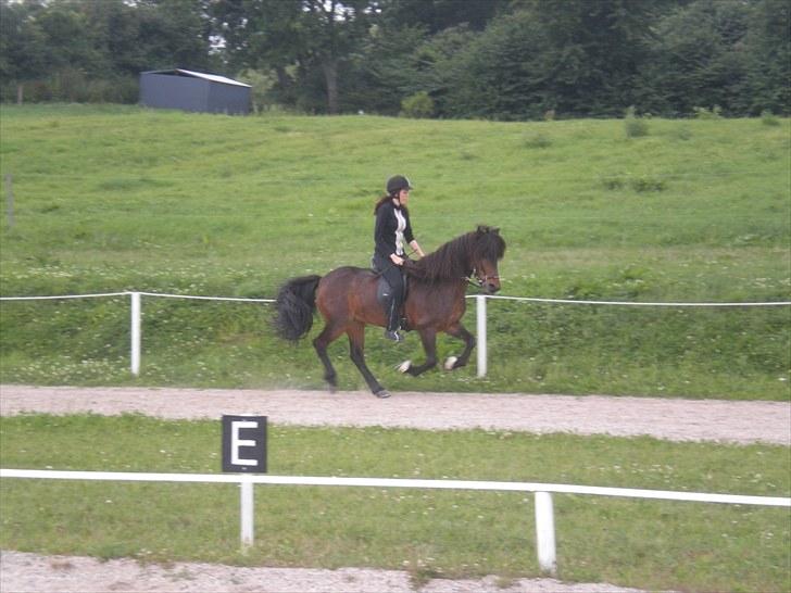 Islænder Rán frá Grund SOLGT billede 14