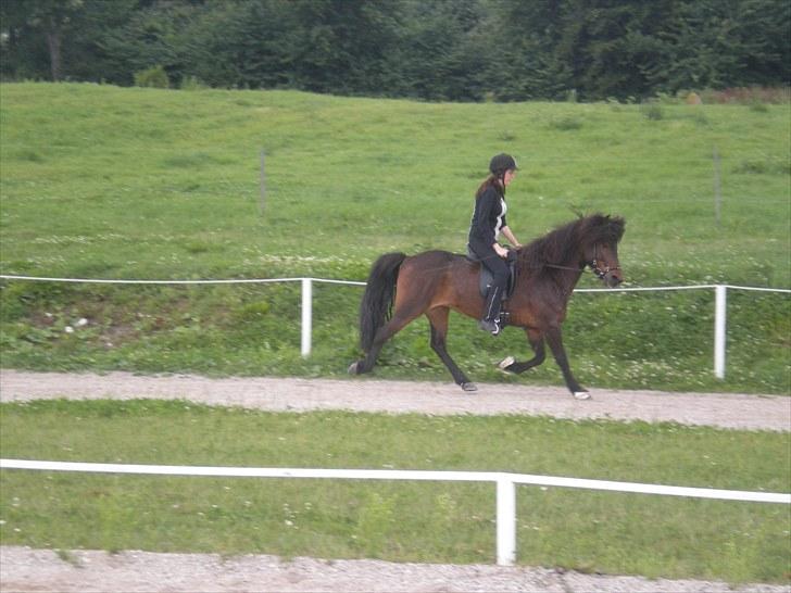 Islænder Rán frá Grund SOLGT billede 15