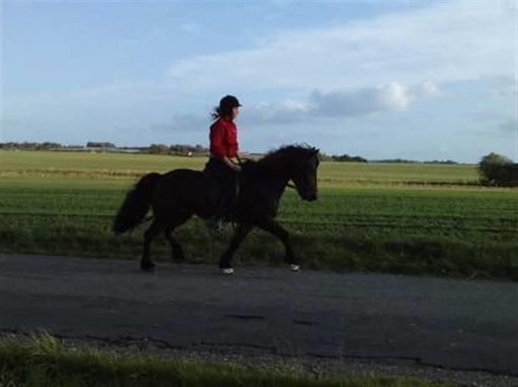 Islænder Rán frá Grund SOLGT billede 16