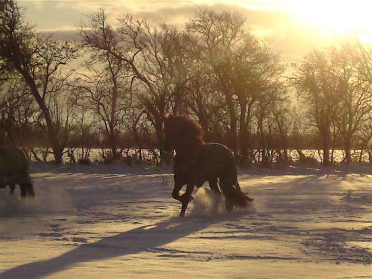 Frieser Zophira von Therkelsen billede 18