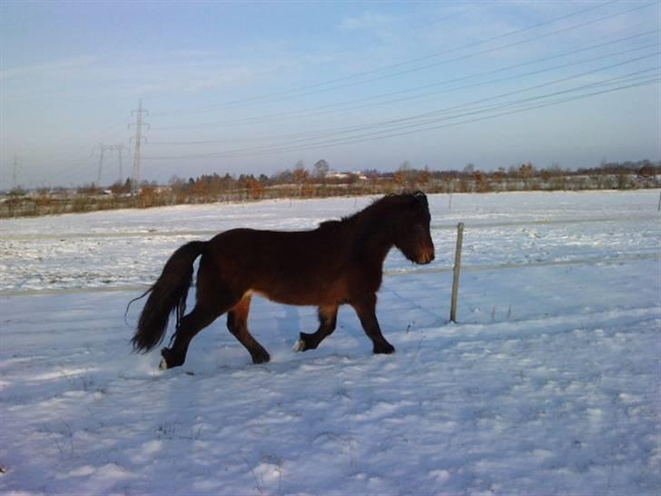 Islænder Rán frá Grund SOLGT billede 17