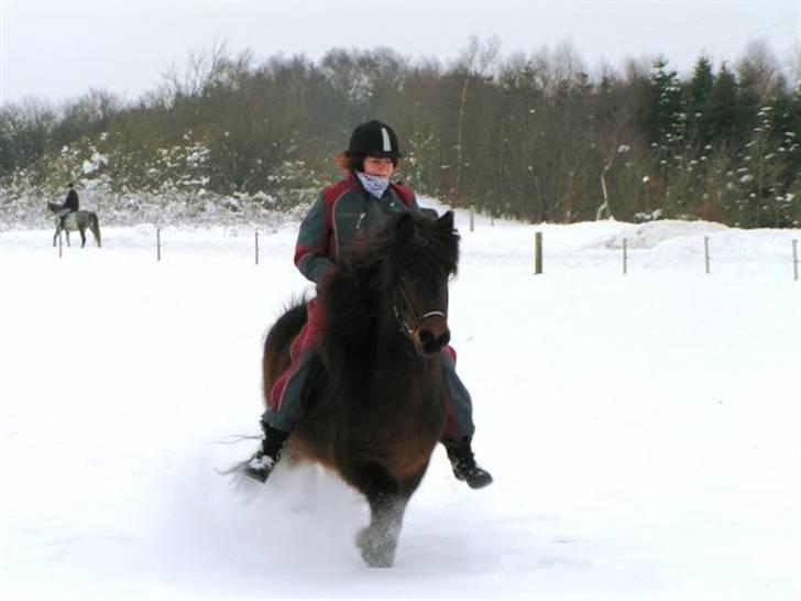 Islænder Rán frá Grund SOLGT billede 18
