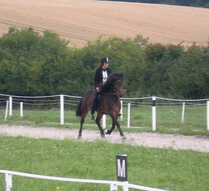 Islænder Rán frá Grund SOLGT billede 19