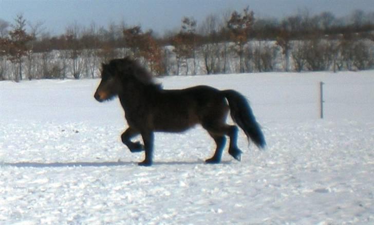 Islænder Rán frá Grund SOLGT billede 20
