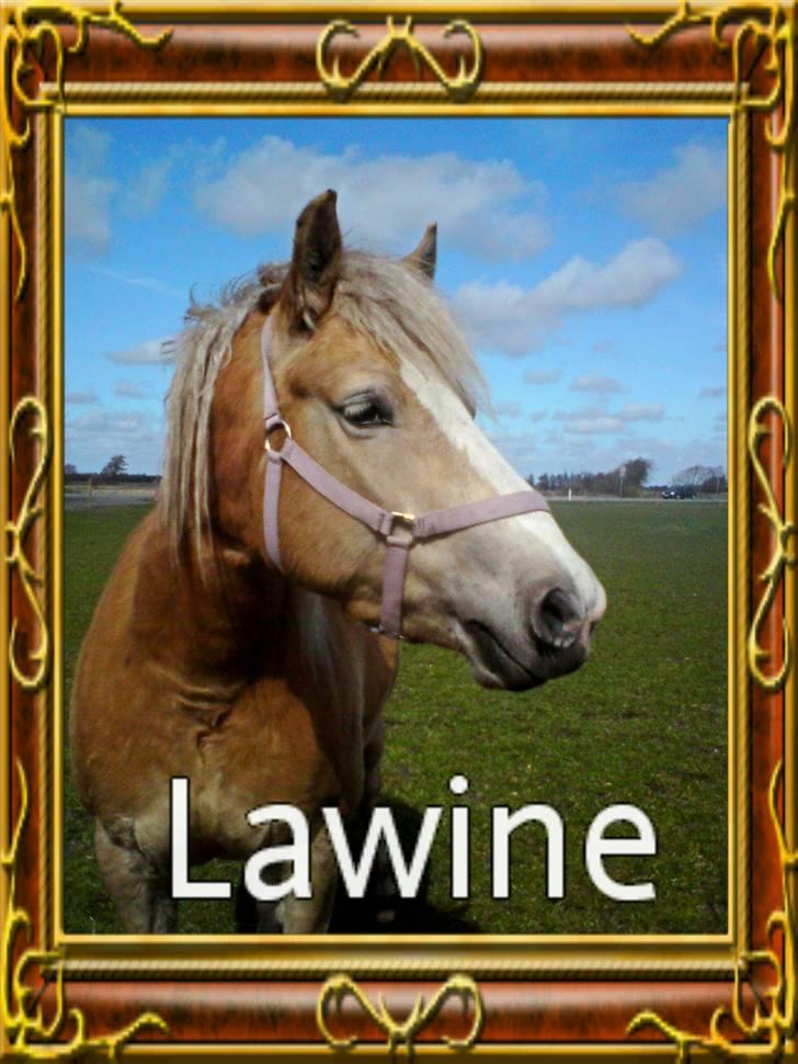 Haflinger Lawine - Her er min dejlige hest Lawine ude i folden.. billede 2