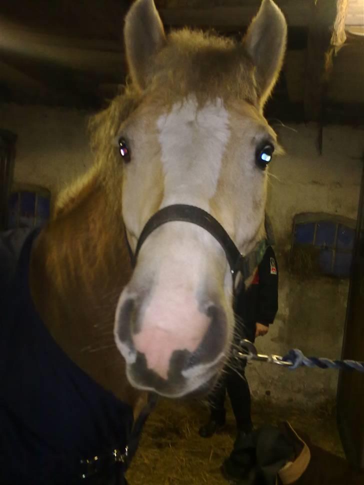 Haflinger Lawine - Her er Lawine med hendes dække på  billede 3