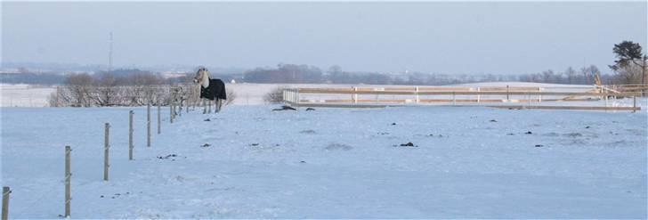 Fjordhest Legolas - Legolas er netop ankommet til Rolykkevej og ´stald DE LUXE´ og er her i fuld gang med at møde alle hans nye venner. Dog er han lige lidt alene og står og skuer ud over sit nye domæne. billede 3