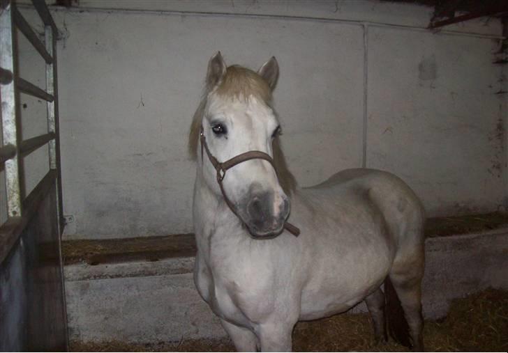 Anden særlig race Bob [SOLGT] D-; - Min dejlige Bob min skønne pony billede 4