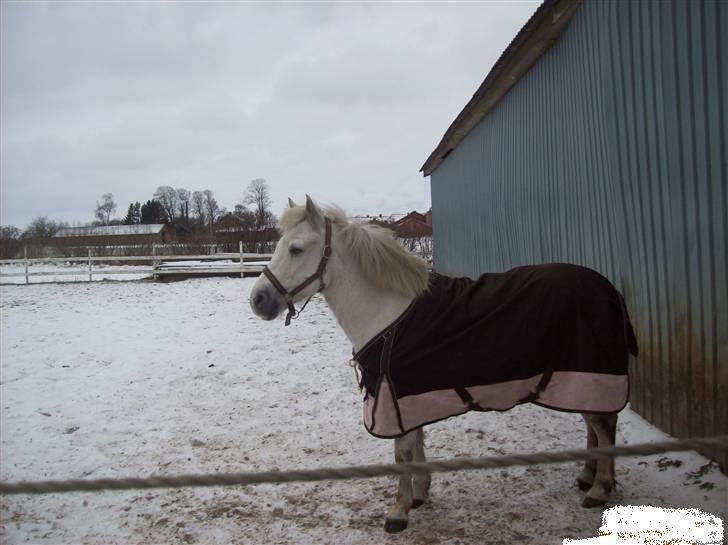 Anden særlig race Bob [SOLGT] D-; - Han elsker at komme på fold, det er jo noget alle skal hver dag.... bare spørg Bob :b billede 5