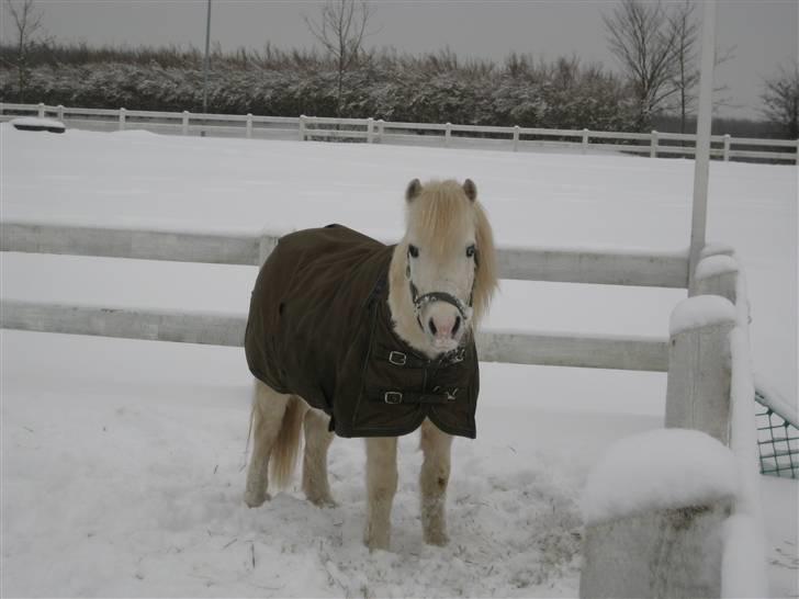Anden særlig race Lucas - Lille Lucas i sneen billede 1