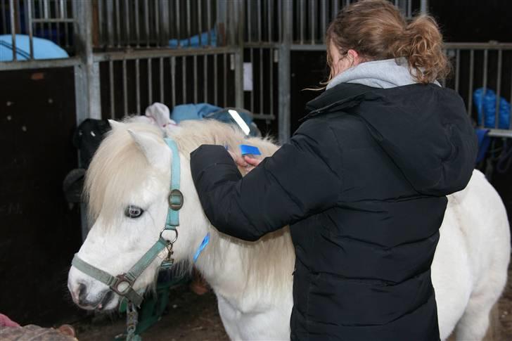 Anden særlig race Lucas - Lucas gøres klar til fastelavnsstævne billede 5