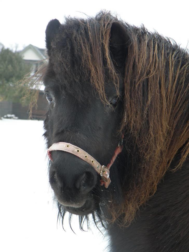 Shetlænder Mini  R.I.P billede 1