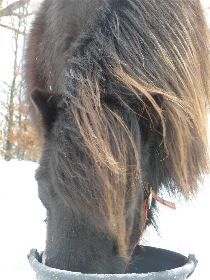 Shetlænder Mini  R.I.P billede 2