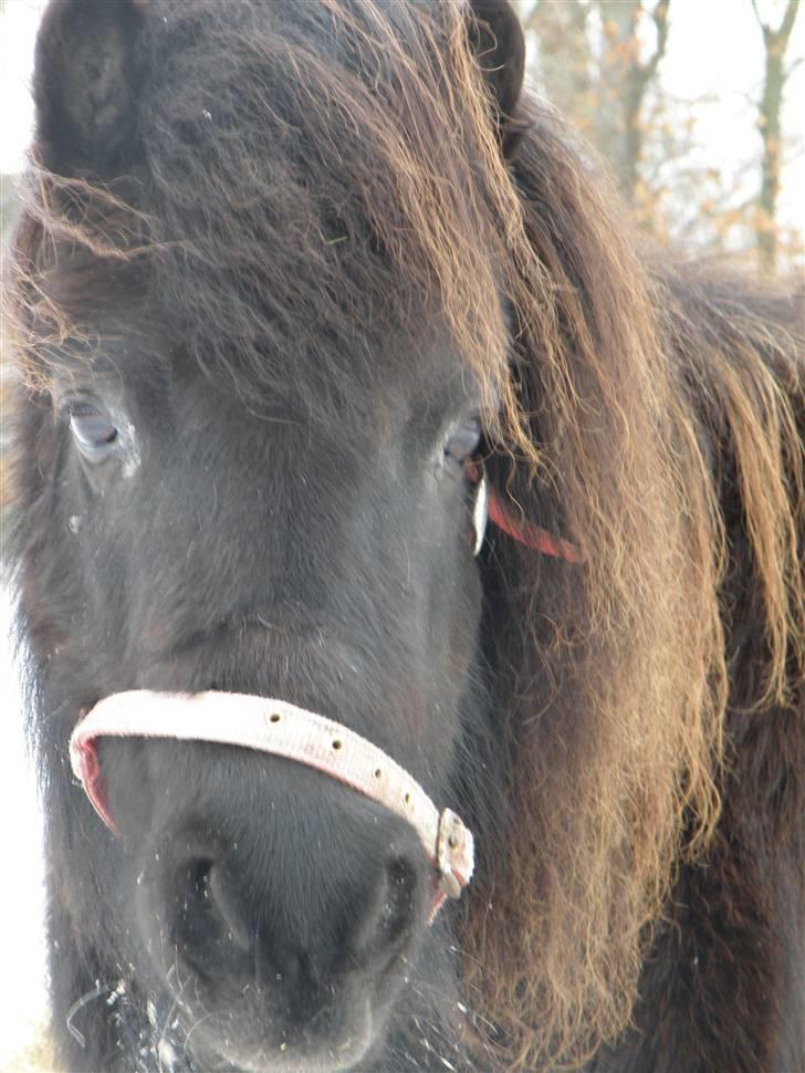 Shetlænder Mini  R.I.P billede 3