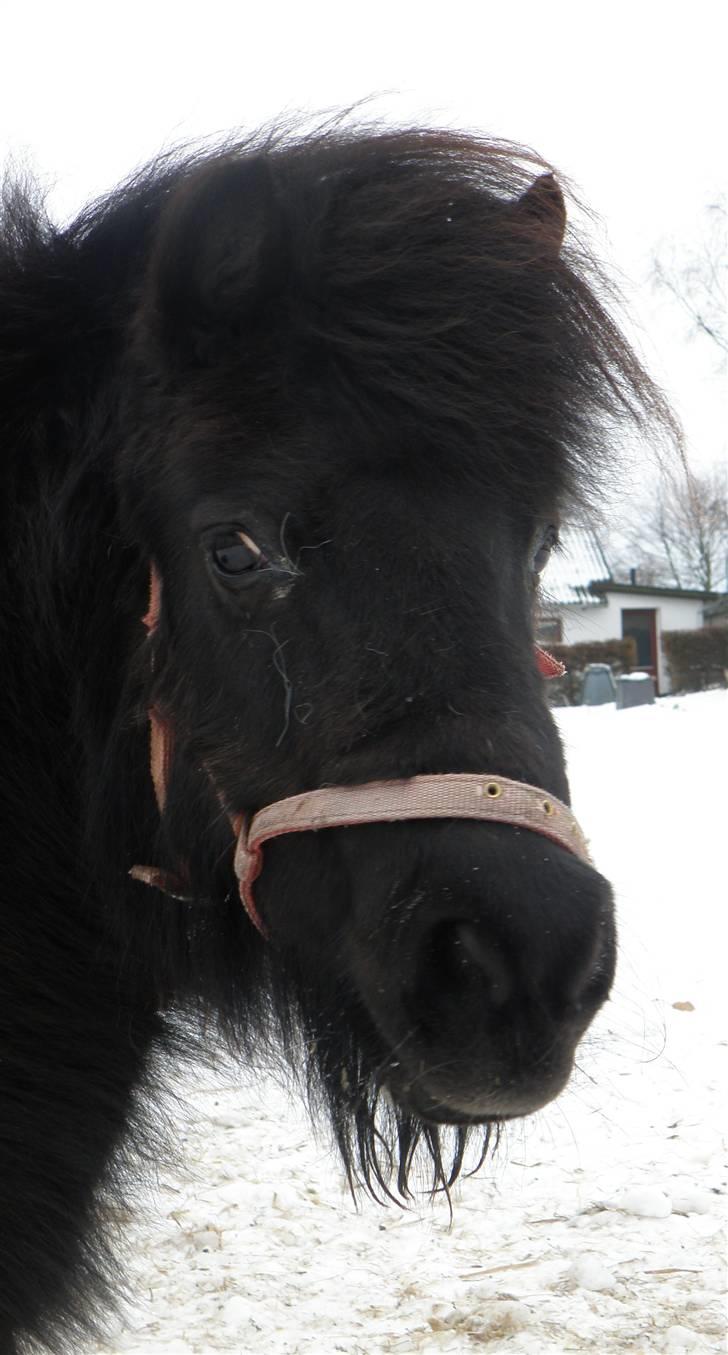 Shetlænder Mini  R.I.P billede 4