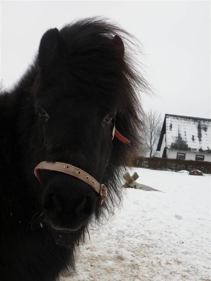 Shetlænder Mini  R.I.P billede 5