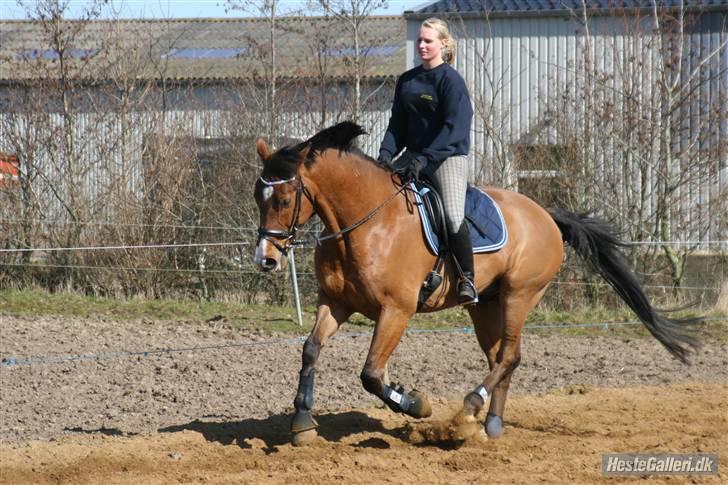 Dansk Varmblod No Mans Land billede 9