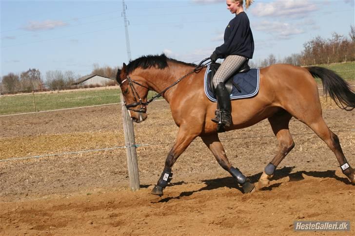 Dansk Varmblod No Mans Land billede 10