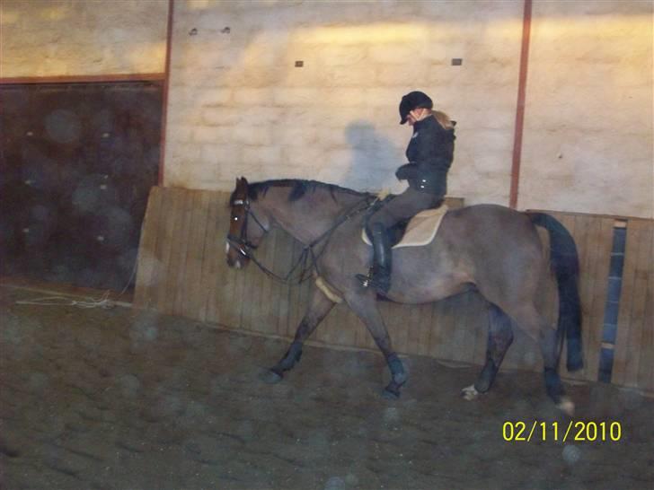 Dansk Varmblod No Mans Land billede 11