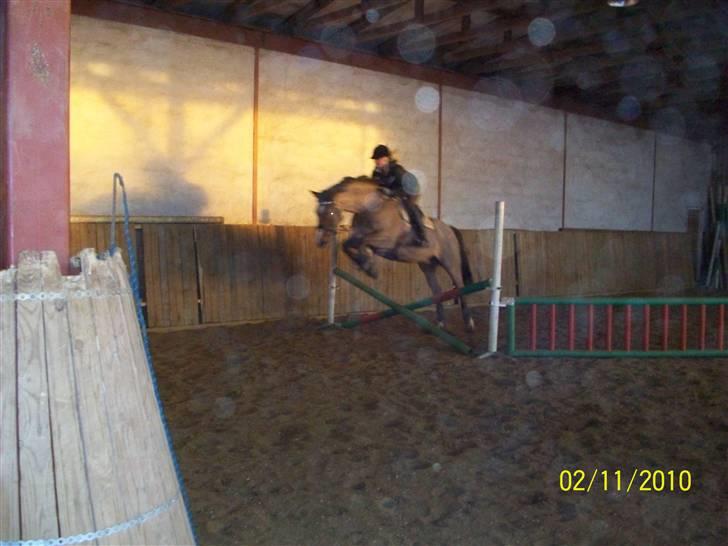 Dansk Varmblod No Mans Land billede 12