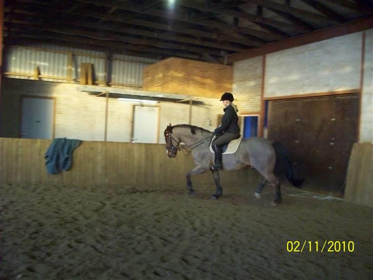 Dansk Varmblod No Mans Land billede 13