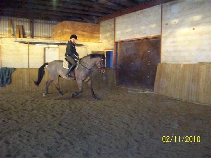 Dansk Varmblod No Mans Land billede 14